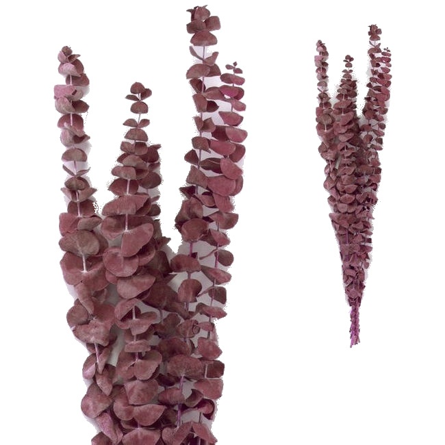 Rami decorativi di Eucalyptus Rotundifolia colorati 50-60 cm per