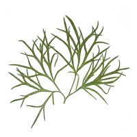 Fiore secco pressato larkspur foglie verde - Innspiro - 10 pz.