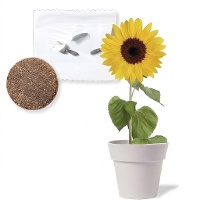 Vasetto biodegradabile con semi di girasole