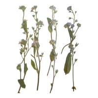 Fiore secco pressato di lavanda lilla 6 cm - Innspiro - 12 unità