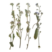 Fiore secco pressato di lavanda lilla 6 cm - Innspiro - 12 pz.