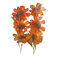 Fiore secco pressato zinia linearis rosso 3 cm - Innspiro - 12 pz.