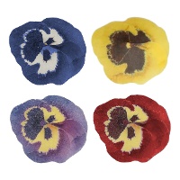 Ostie con Fiore di Pensiero assortite da 5 cm - FunCakes - 30 pezzi