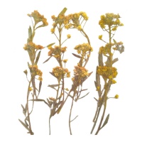 Fiore secco pressato alyssum giallo 6 cm - Innspiro - 12 pz.