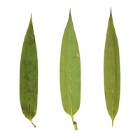 Fiore di bambù verde di fiume pressato ed essiccato 6 cm - Innspiro - 10 pz.