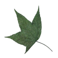 Fiore secco pressato foglie di acero verde 5 cm - Innspiro - 10 pz.
