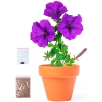 Vaso biodegradabile con semi di petunia - 1 unità