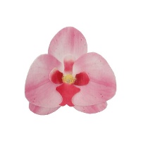 Ostie a forma di Orchidee di 8,5 x 7,5 cm - FunCakes - 10 unità