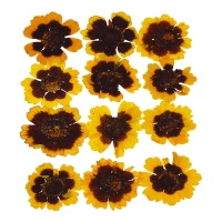 Fiore giallo dorato pressato essiccato 3 cm - Innspiro - 12 pz.