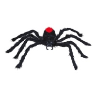 60 cm di ragno nero peloso dal dorso rosso
