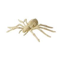 Scheletro di ragno da 24 x 12 cm