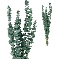 Rami decorativi di Eucalyptus Rotundifolia colorati di 50-60 cm